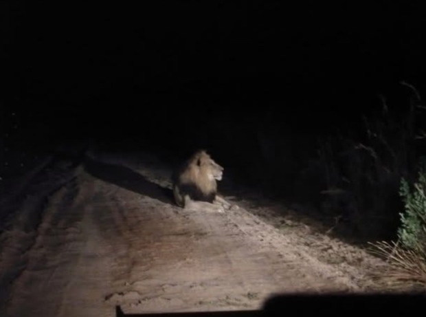 Lion spotted during night safari